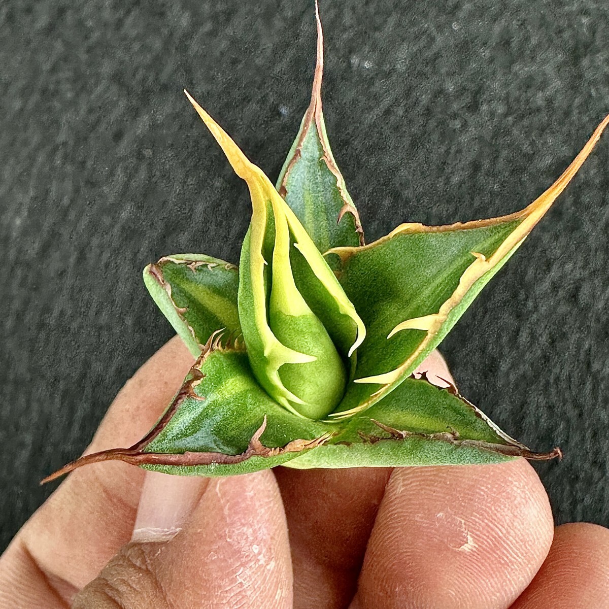 Lj_plants Z127 多肉植物アガベ ホリダ horrida 黄縞斑 鮮明錦 極上子株
