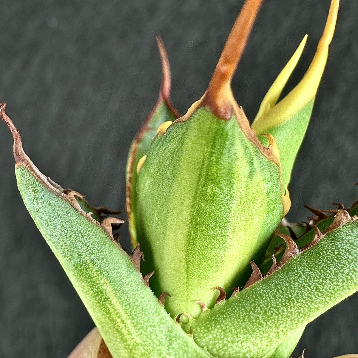 Lj_plants Z127 多肉植物アガベ ホリダ horrida 黄縞斑 鮮明錦 極上