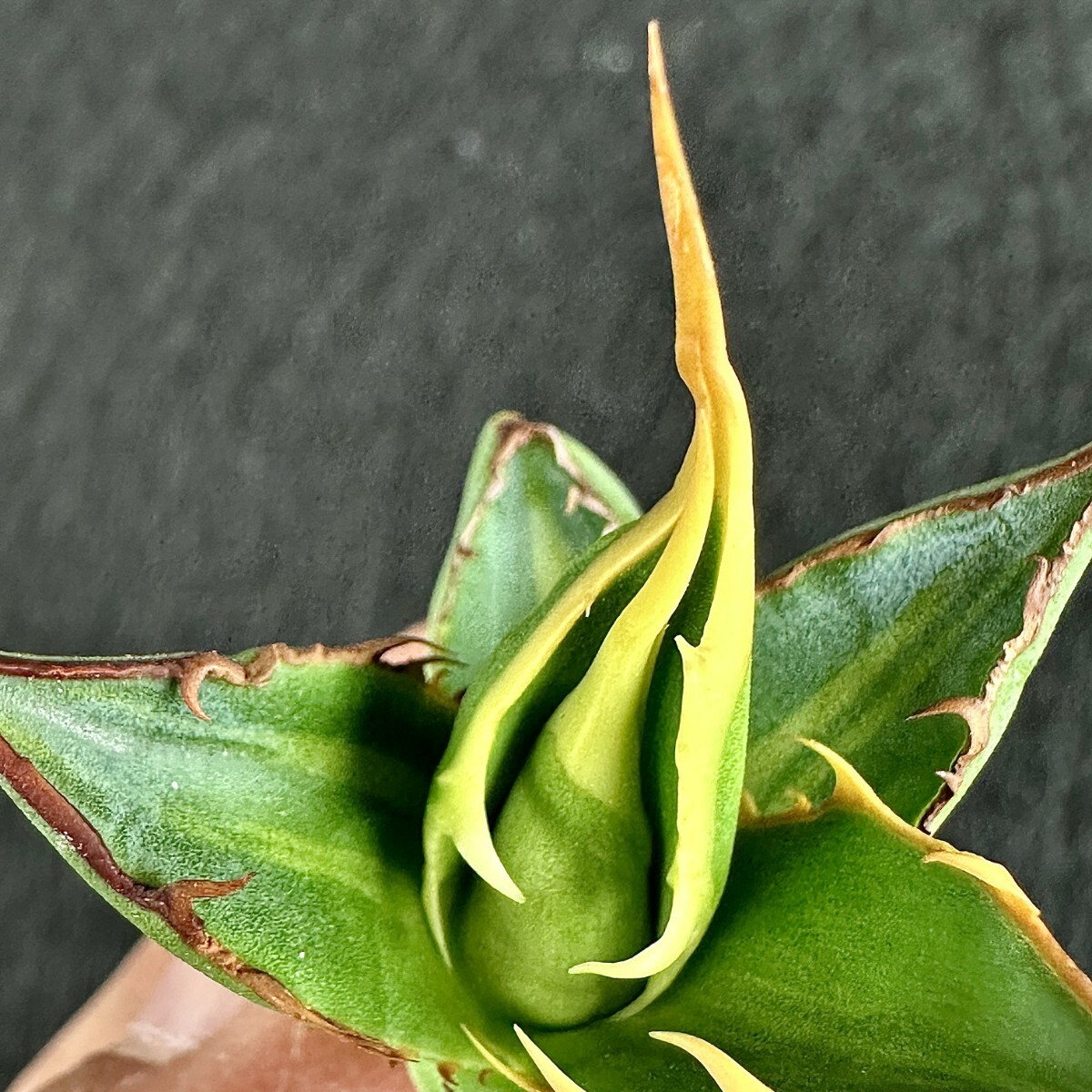 Lj_plants Z127 多肉植物アガベ ホリダ horrida 黄縞斑 鮮明錦 極上