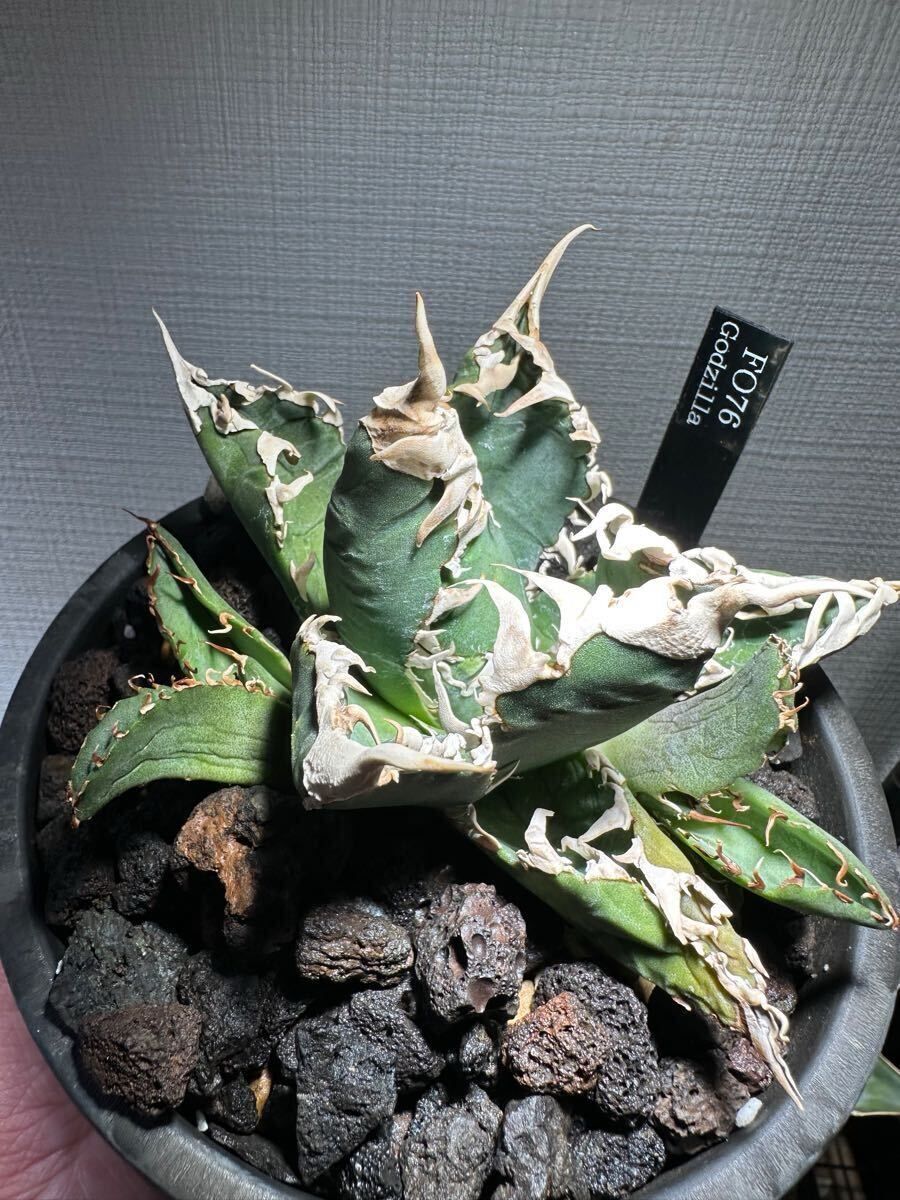 チタノタ アガベ 子株 titanota GODZILLA ゴジラ agave 公式通販