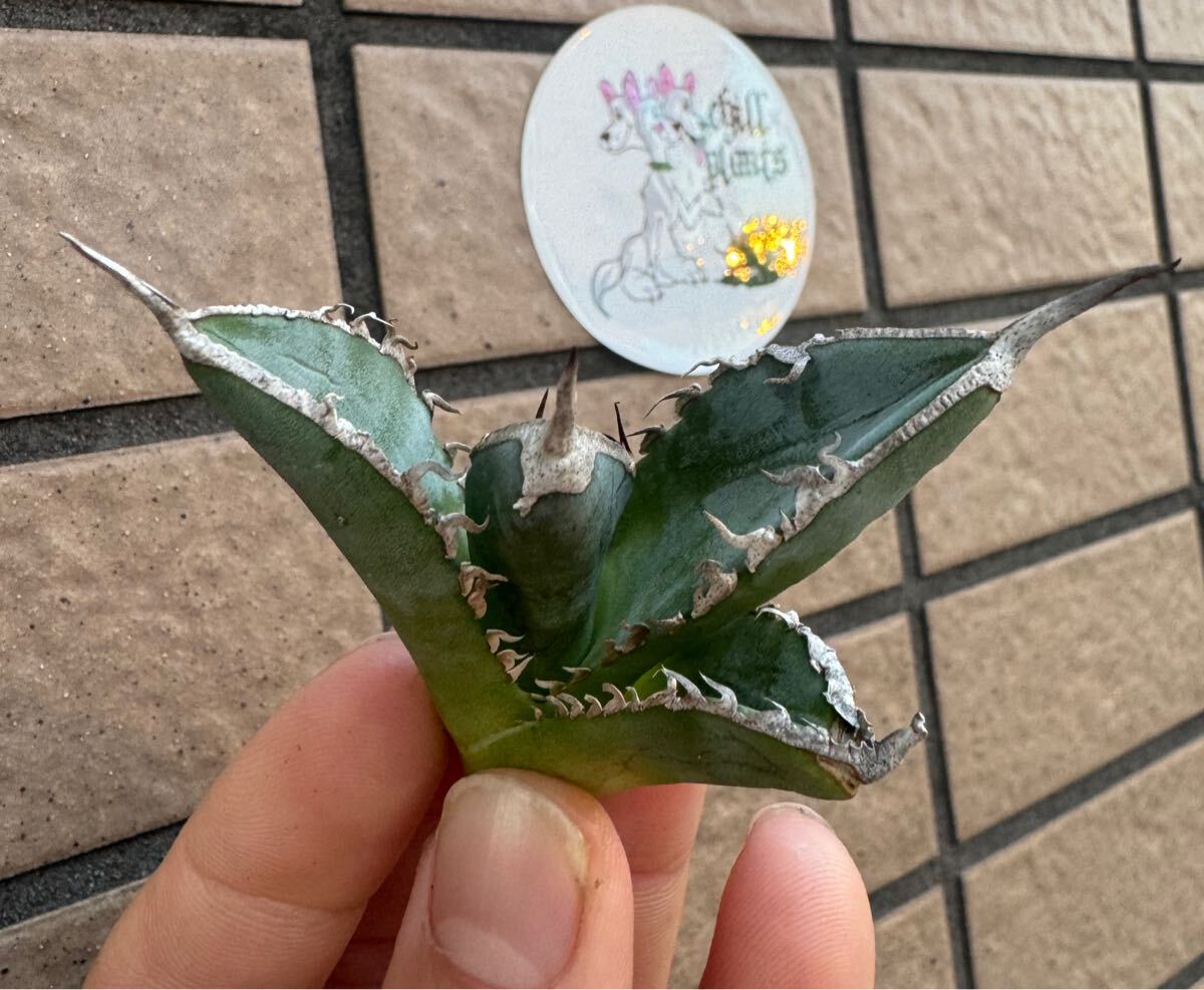 アガベ“OAXACA WILD PUP“ スーパー青白葉 トップバンド幅あり 育成