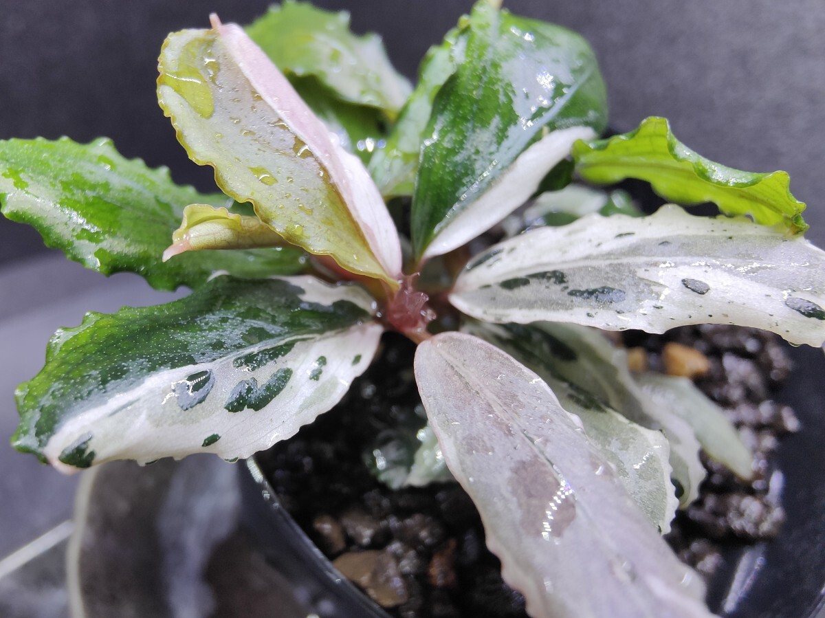 Bucephalandra sp. Variegata Bucephalandra sp. Variegata Hn:福袋