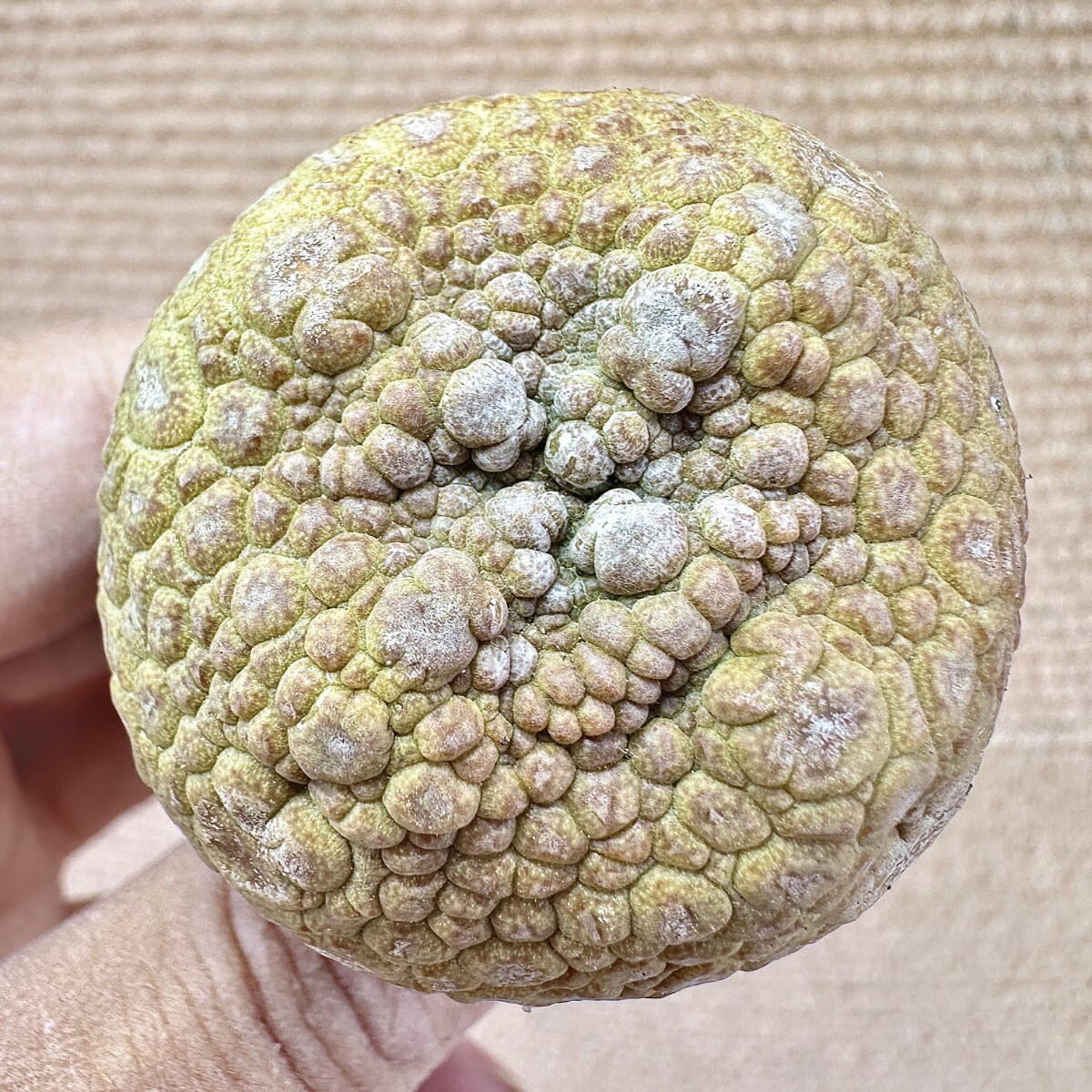 Lj_plants】Q505 サボテン 多肉植物 プセウドリトス ミギウルティヌス