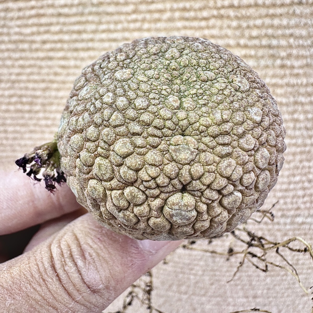 Lj_plants】Q505 サボテン 多肉植物 プセウドリトス ミギウルティヌス