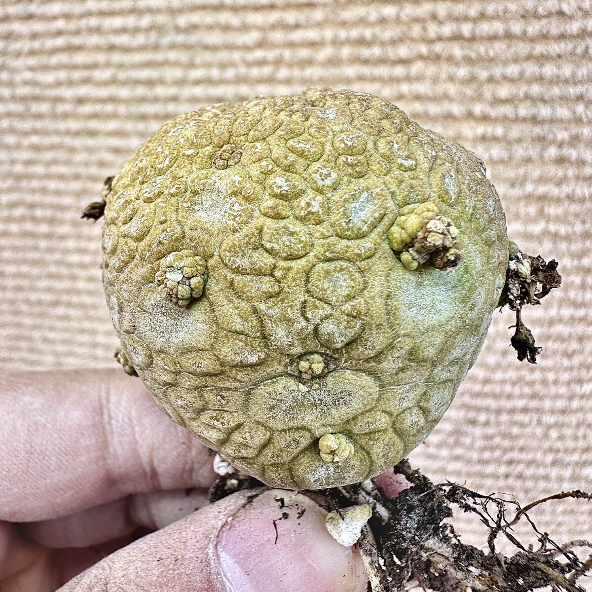 Lj_plants】Q505 サボテン 多肉植物 プセウドリトス ミギウルティヌス