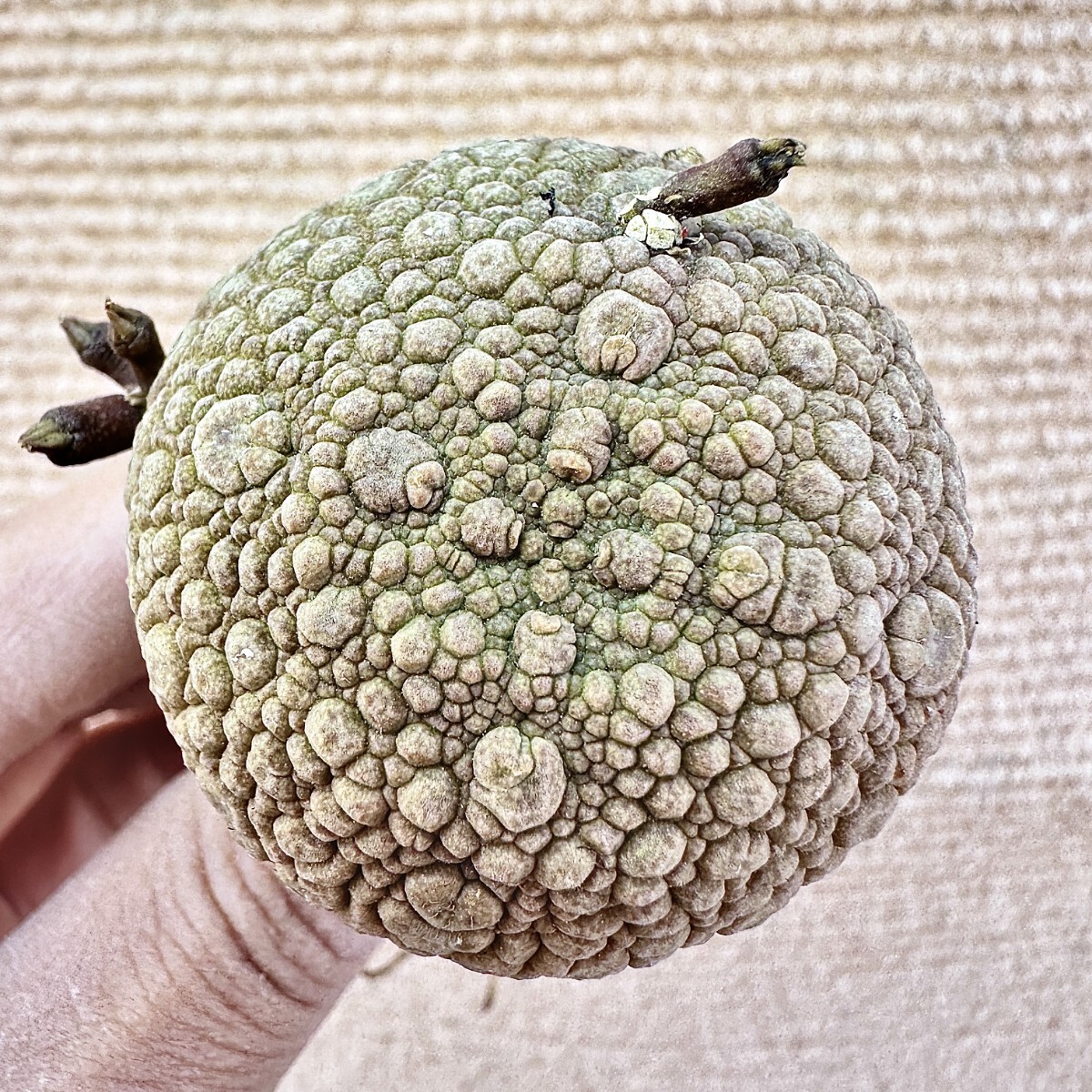 Lj_plants】Q505 サボテン 多肉植物 プセウドリトス ミギウルティヌス