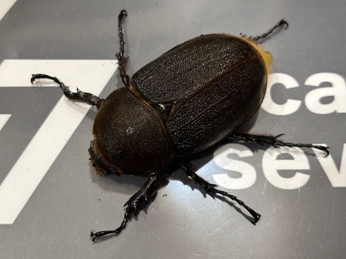 OAKS血統 「oaks ヘラクレス」成虫 DHヘラクレス (カブトムシ) の落札 
