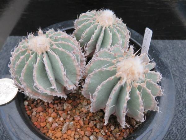 90.メキシカーナ3頭立て サボテン 多肉植物 90.メキシカーナ3頭立て サボテン 多肉植物