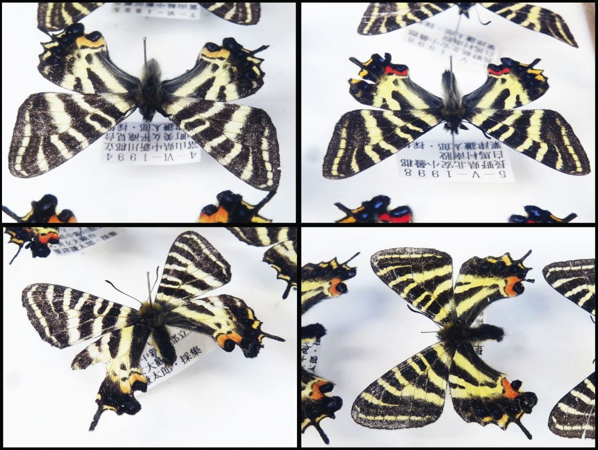 蝶国産標本 ギフチョウ 神奈川県津久井郡津久井町三増峠付近 1982年