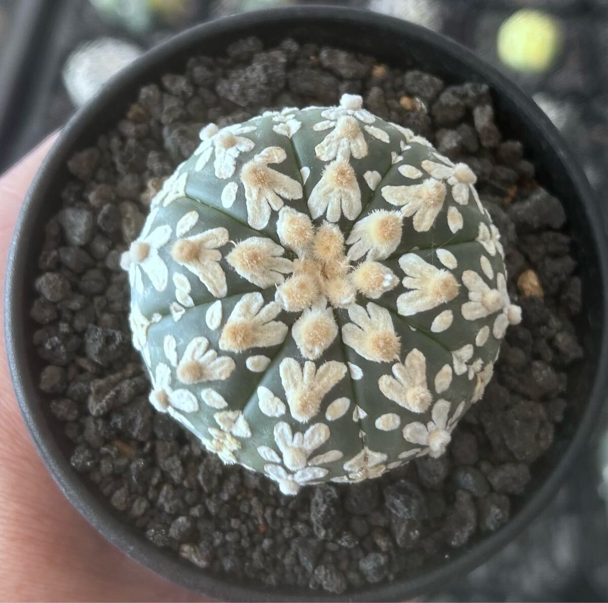 アストロフィツム スーパー兜　Vアロータイプ　5.1cm【現品】Astrophytum asterias サボテン 多肉植物 発根済み　植木鉢付き発送 Astrophytum アストロフィツム asterias 5.1cm現品Astrophytum Vアロータイプ 兜の通販