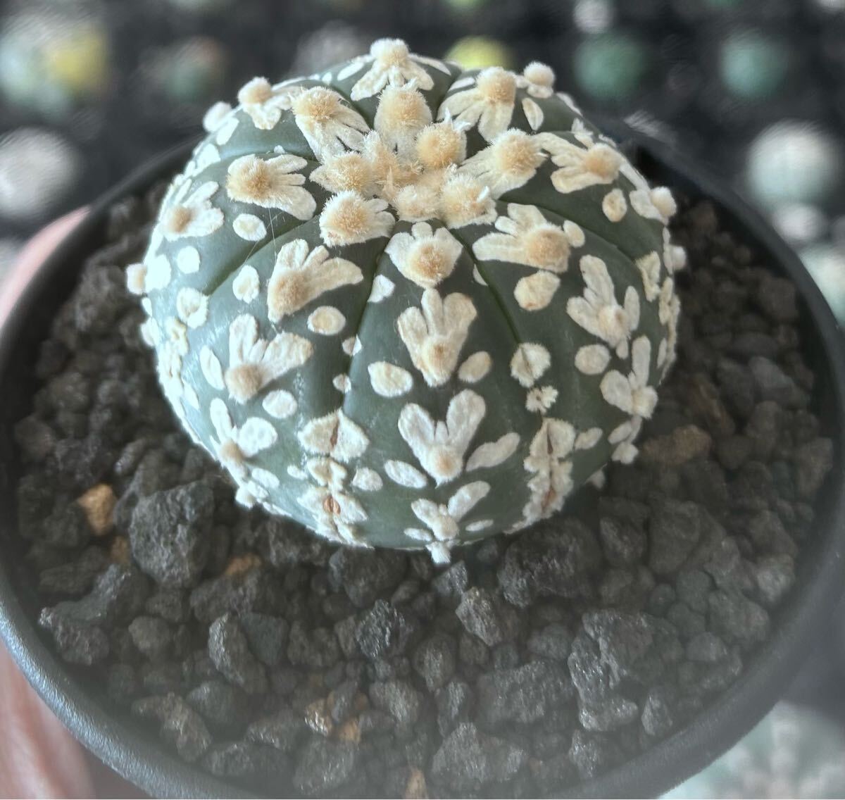 アストロフィツム スーパー兜　Vアロータイプ　5.1cm【現品】Astrophytum asterias サボテン 多肉植物 発根済み　植木鉢付き発送 Astrophytum アストロフィツム asterias 5.1cm現品Astrophytum Vアロータイプ 兜の通販