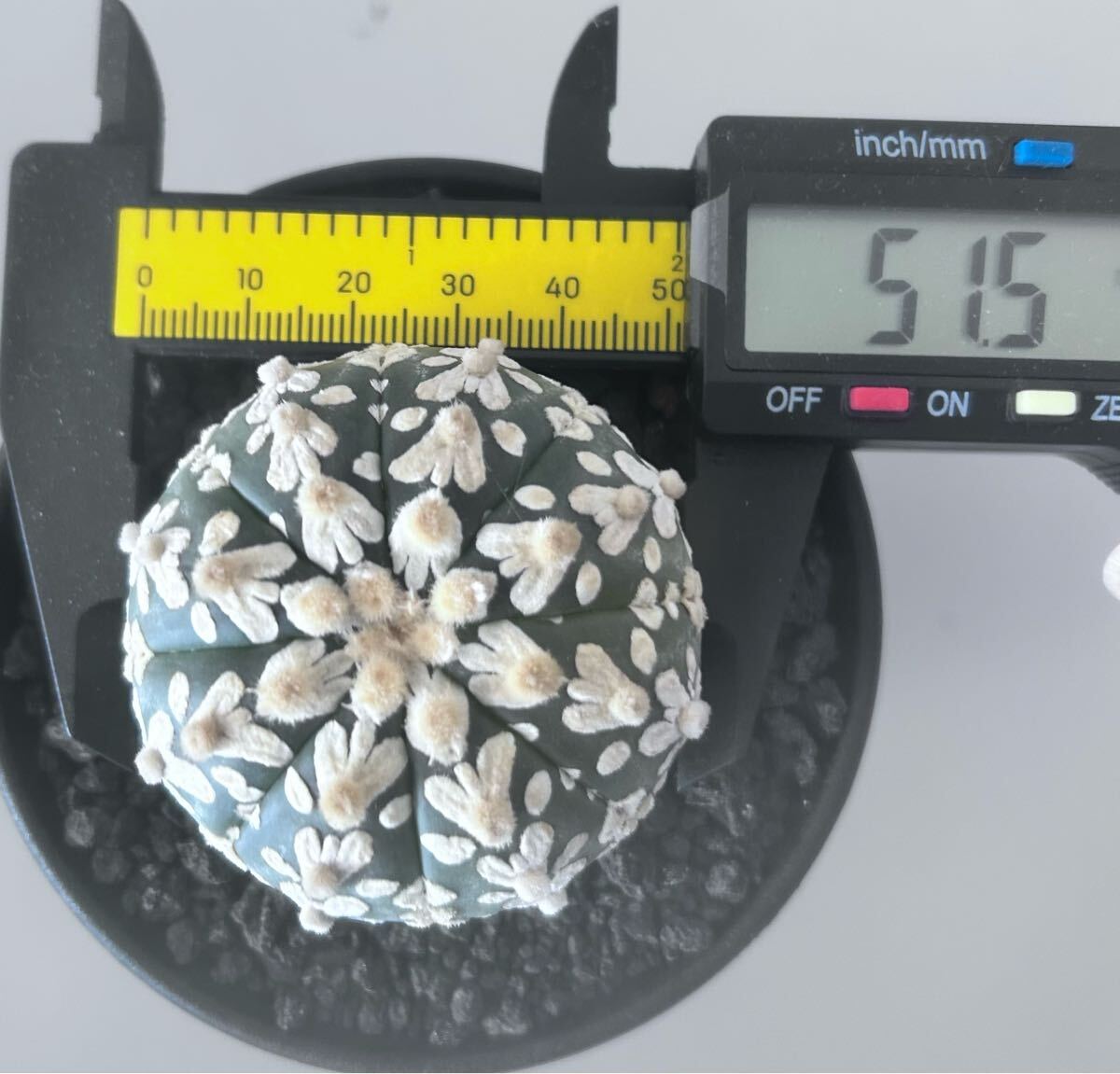 アストロフィツム スーパー兜　Vアロータイプ　5.1cm【現品】Astrophytum asterias サボテン 多肉植物 発根済み　植木鉢付き発送 Astrophytum アストロフィツム asterias 5.1cm現品Astrophytum Vアロータイプ 兜の通販