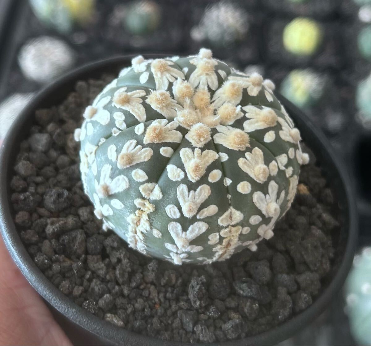 アストロフィツム スーパー兜　Vアロータイプ　5.1cm【現品】Astrophytum asterias サボテン 多肉植物 発根済み　植木鉢付き発送 Astrophytum アストロフィツム asterias 5.1cm現品Astrophytum Vアロータイプ 兜の通販