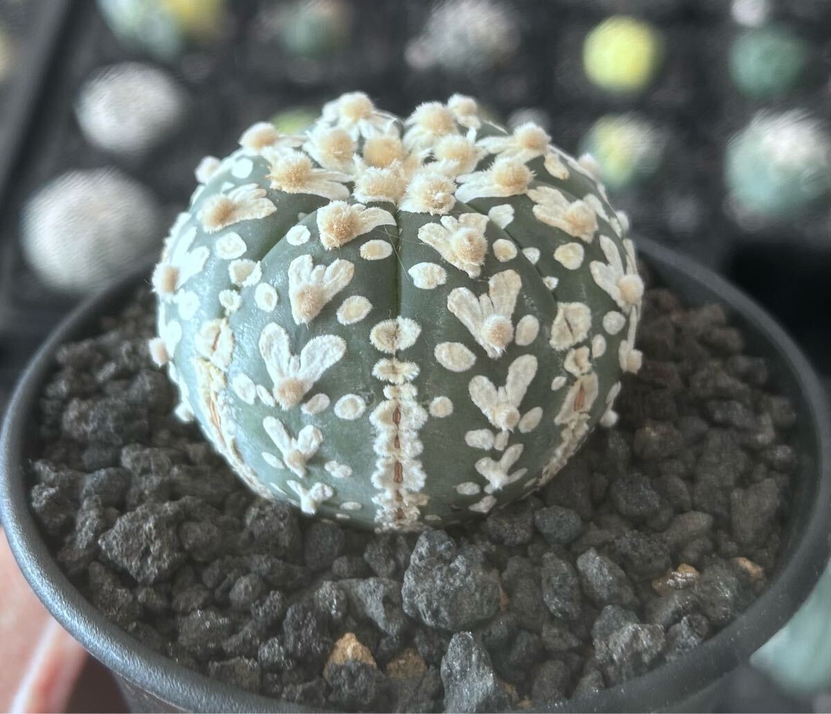 アストロフィツム スーパー兜　Vアロータイプ　5.1cm【現品】Astrophytum asterias サボテン 多肉植物 発根済み　植木鉢付き発送 Astrophytum アストロフィツム asterias 5.1cm現品Astrophytum Vアロータイプ 兜の通販