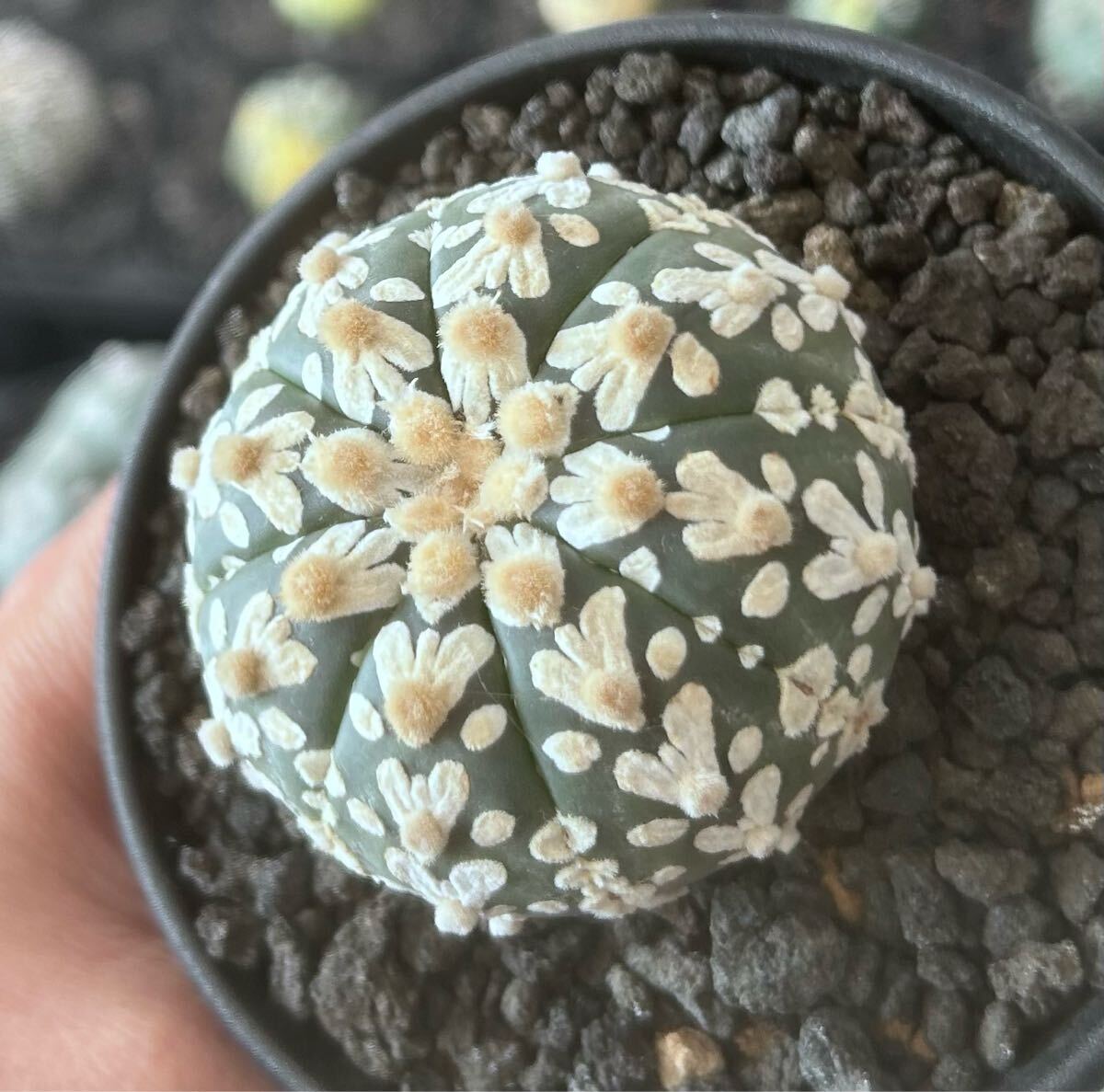 アストロフィツム スーパー兜　Vアロータイプ　5.1cm【現品】Astrophytum asterias サボテン 多肉植物 発根済み　植木鉢付き発送 Astrophytum アストロフィツム asterias 5.1cm現品Astrophytum Vアロータイプ 兜の通販