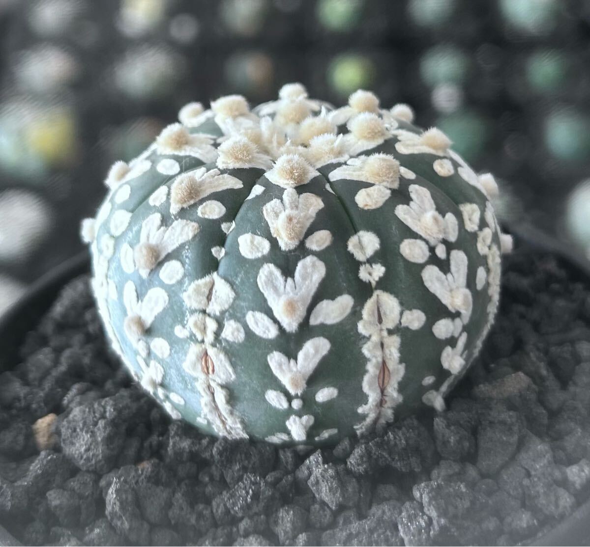 アストロフィツム スーパー兜　Vアロータイプ　5.1cm【現品】Astrophytum asterias サボテン 多肉植物 発根済み　植木鉢付き発送 Astrophytum アストロフィツム asterias 5.1cm現品Astrophytum Vアロータイプ 兜の通販