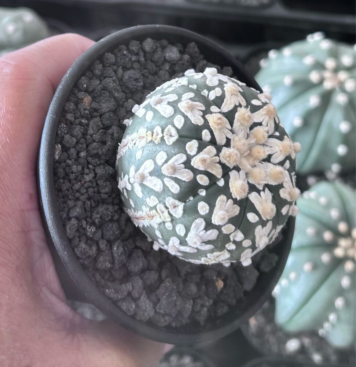 アストロフィツム スーパー兜　Vアロータイプ　5.1cm【現品】Astrophytum asterias サボテン 多肉植物 発根済み　植木鉢付き発送 Astrophytum アストロフィツム asterias 5.1cm現品Astrophytum Vアロータイプ 兜の通販