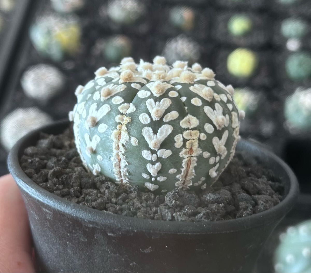 アストロフィツム スーパー兜　Vアロータイプ　5.1cm【現品】Astrophytum asterias サボテン 多肉植物 発根済み　植木鉢付き発送 Astrophytum アストロフィツム asterias 5.1cm現品Astrophytum Vアロータイプ 兜の通販