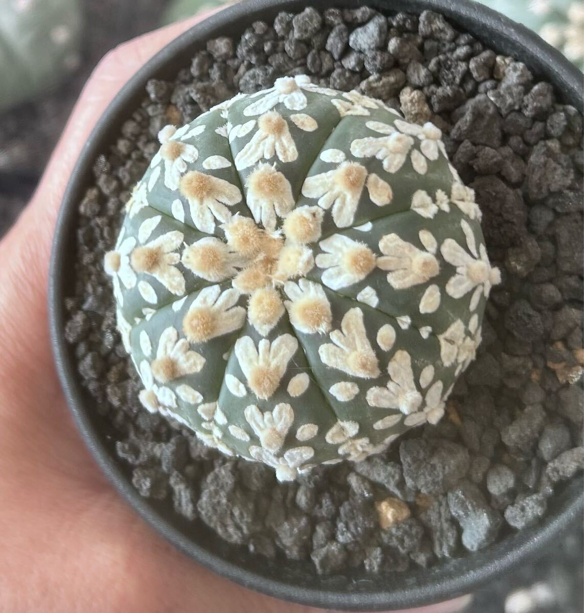 アストロフィツム スーパー兜　Vアロータイプ　5.1cm【現品】Astrophytum asterias サボテン 多肉植物 発根済み　植木鉢付き発送 Astrophytum アストロフィツム asterias 5.1cm現品Astrophytum Vアロータイプ 兜の通販