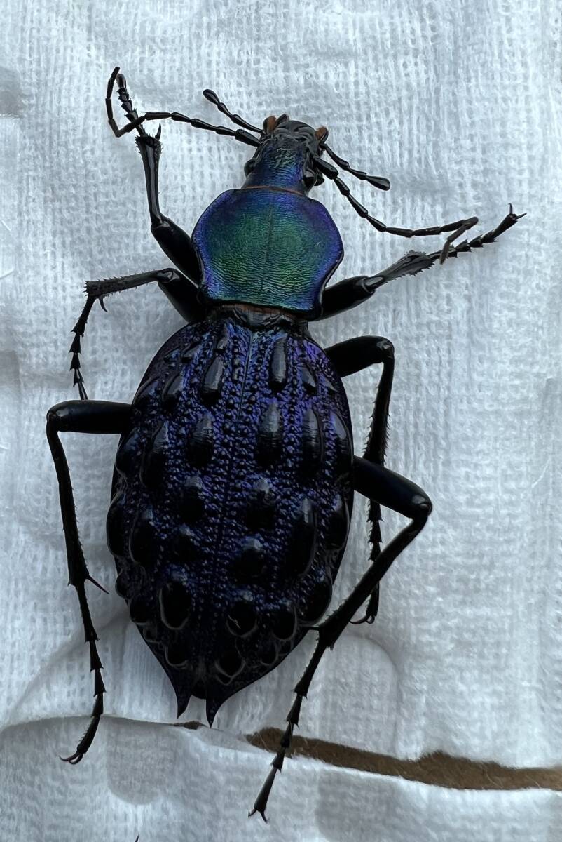 湖北省産 色変わり イボカブリモドキ 標本 2294 中国湖北省産 イボカブリモドキ ssp. xianfengensis A1標本
