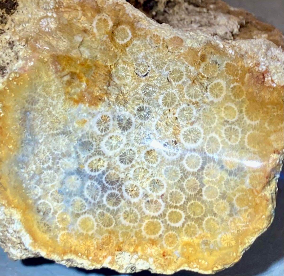 インドネシア　ジャワ島産巨石天然フォシルコーラル原石1141g［珊瑚の化石］激レア石^ ^_1