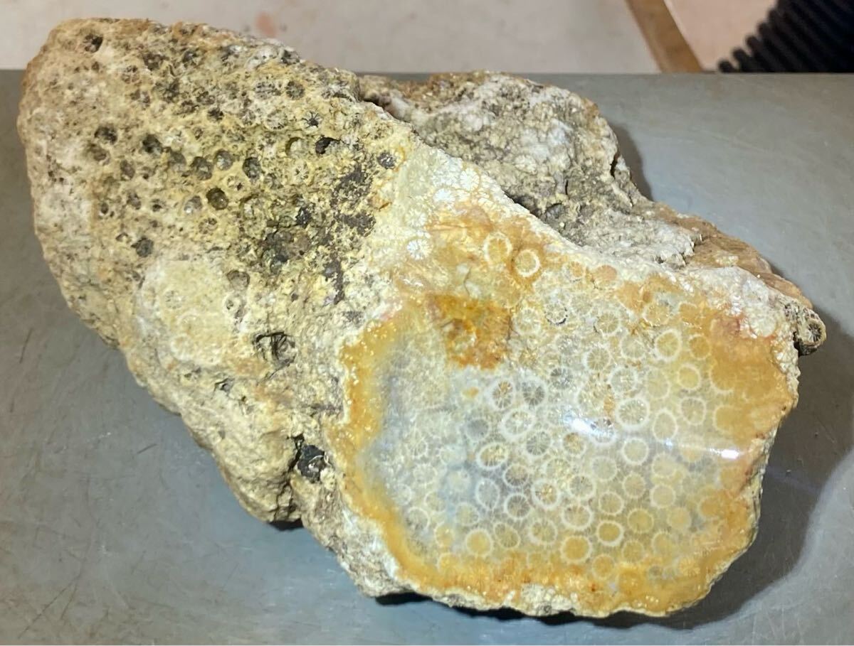 インドネシア　ジャワ島産巨石天然フォシルコーラル原石1141g［珊瑚の化石］激レア石^ ^_2