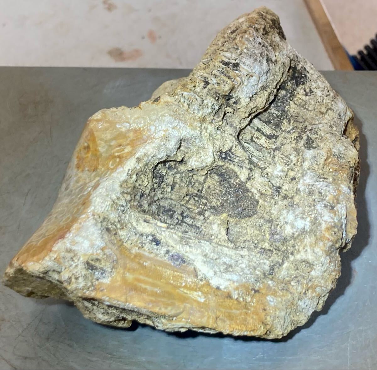 インドネシア　ジャワ島産巨石天然フォシルコーラル原石1141g［珊瑚の化石］激レア石^ ^_3