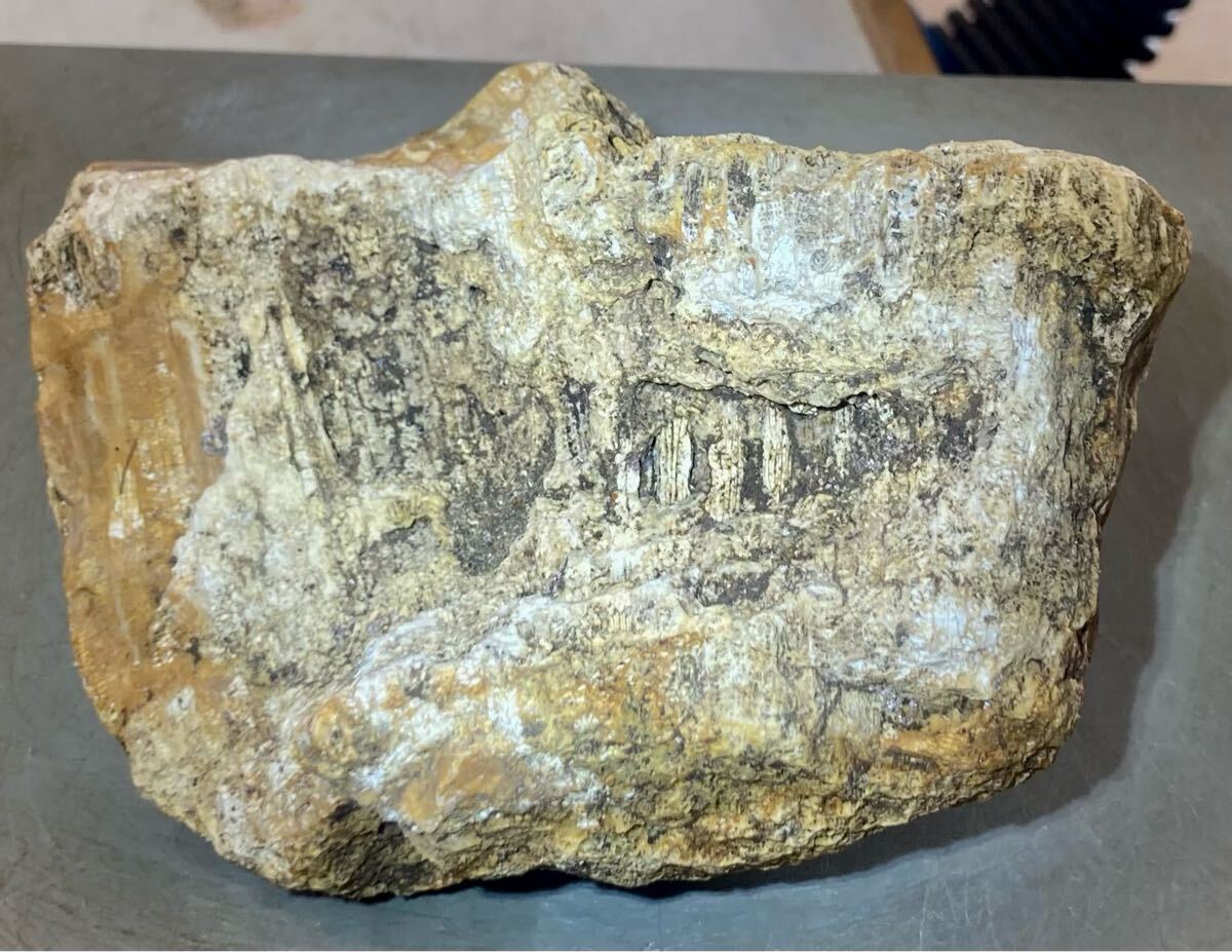 インドネシア　ジャワ島産巨石天然フォシルコーラル原石1141g［珊瑚の化石］激レア石^ ^_4