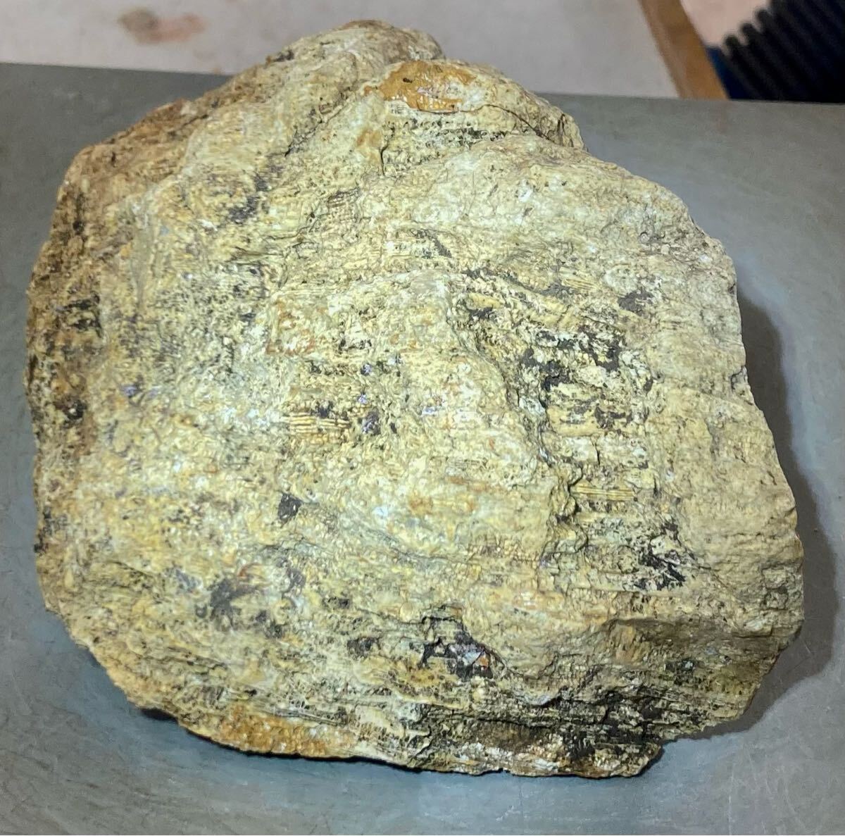 インドネシア　ジャワ島産巨石天然フォシルコーラル原石1141g［珊瑚の化石］激レア石^ ^_5