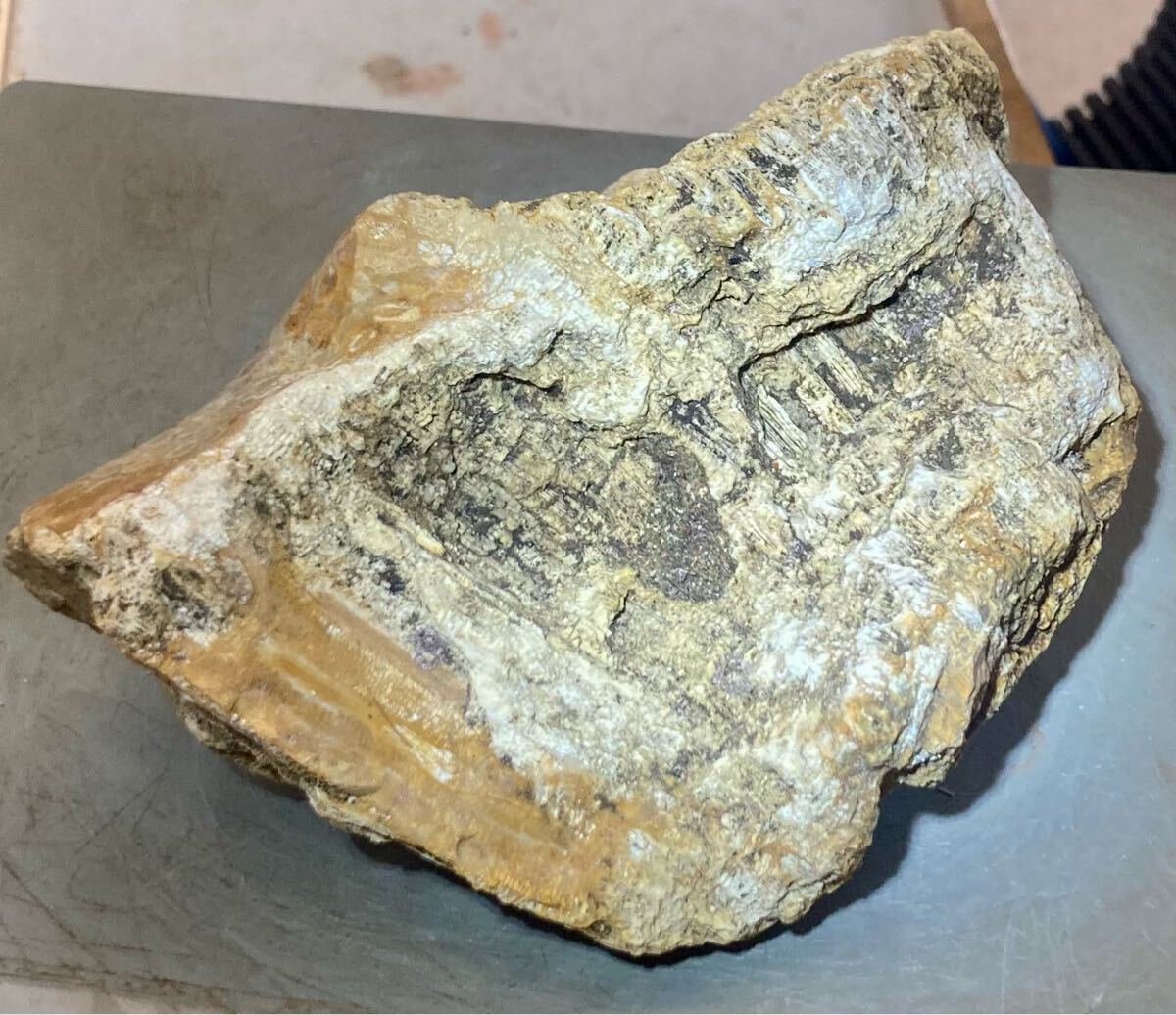 インドネシア　ジャワ島産巨石天然フォシルコーラル原石1141g［珊瑚の化石］激レア石^ ^_6