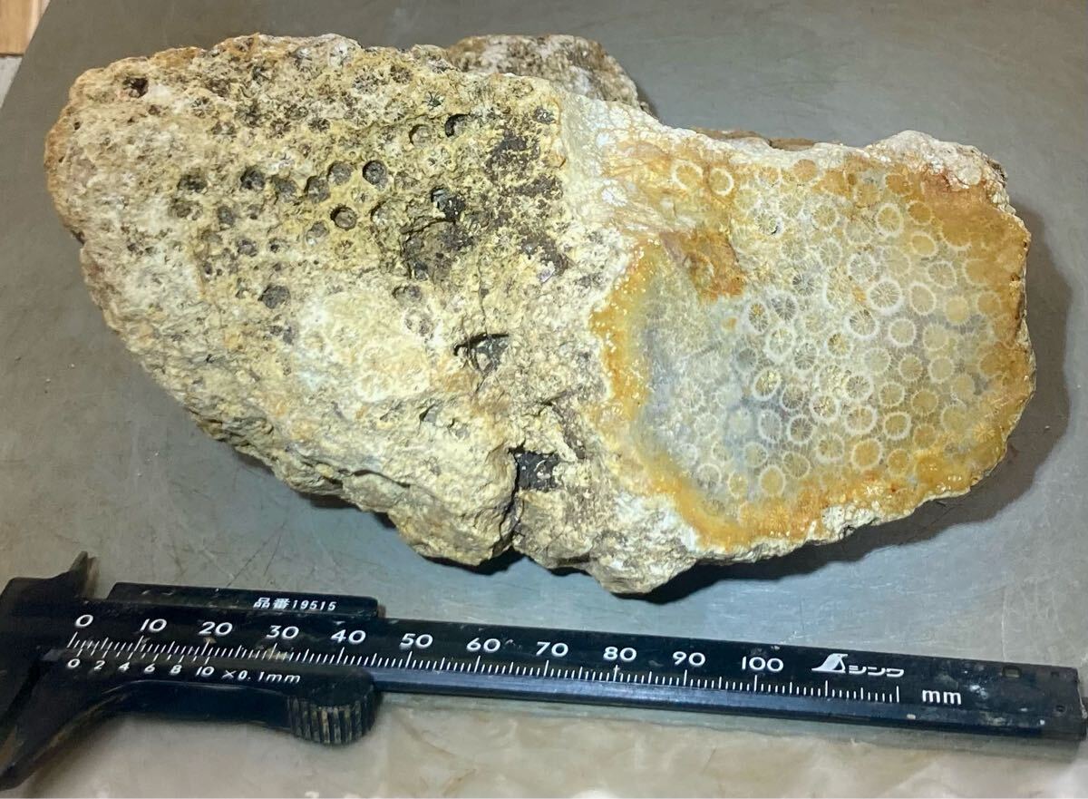 インドネシア　ジャワ島産巨石天然フォシルコーラル原石1141g［珊瑚の化石］激レア石^ ^_7