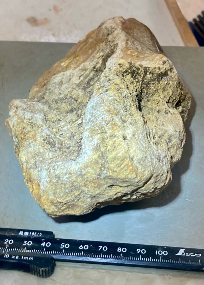 インドネシア　ジャワ島産巨石天然フォシルコーラル原石1141g［珊瑚の化石］激レア石^ ^_8