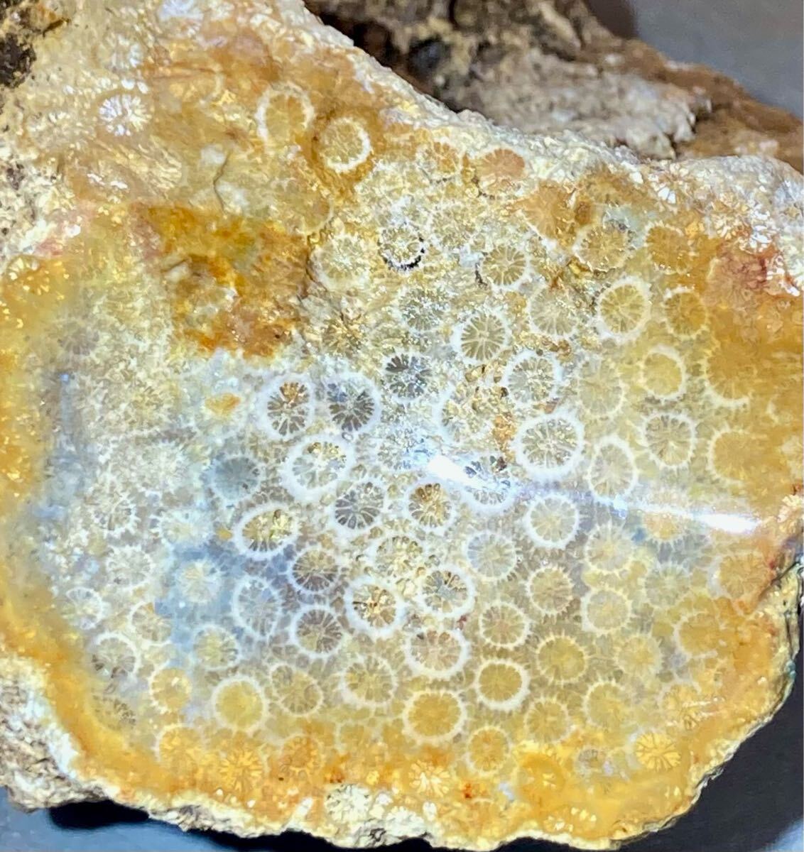 インドネシア　ジャワ島産巨石天然フォシルコーラル原石1141g［珊瑚の化石］激レア石^ ^_9