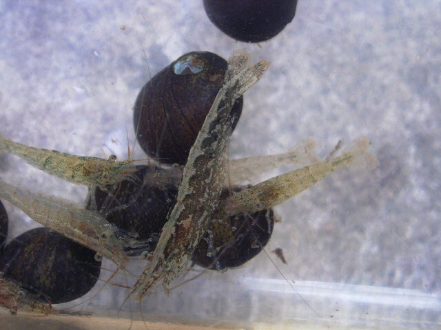 ◆◆◆ミナミヌマエビ30匹+石巻貝30匹◆◆◆お掃除部隊!!即決!! tf・_1