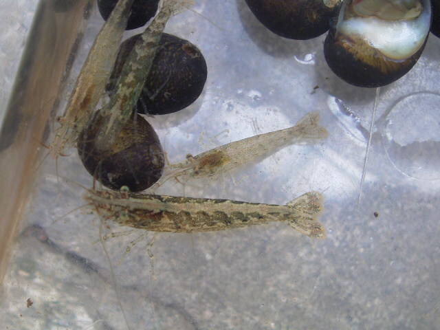 ◆◆◆ミナミヌマエビ30匹+石巻貝30匹◆◆◆お掃除部隊!!即決!! tf・_2