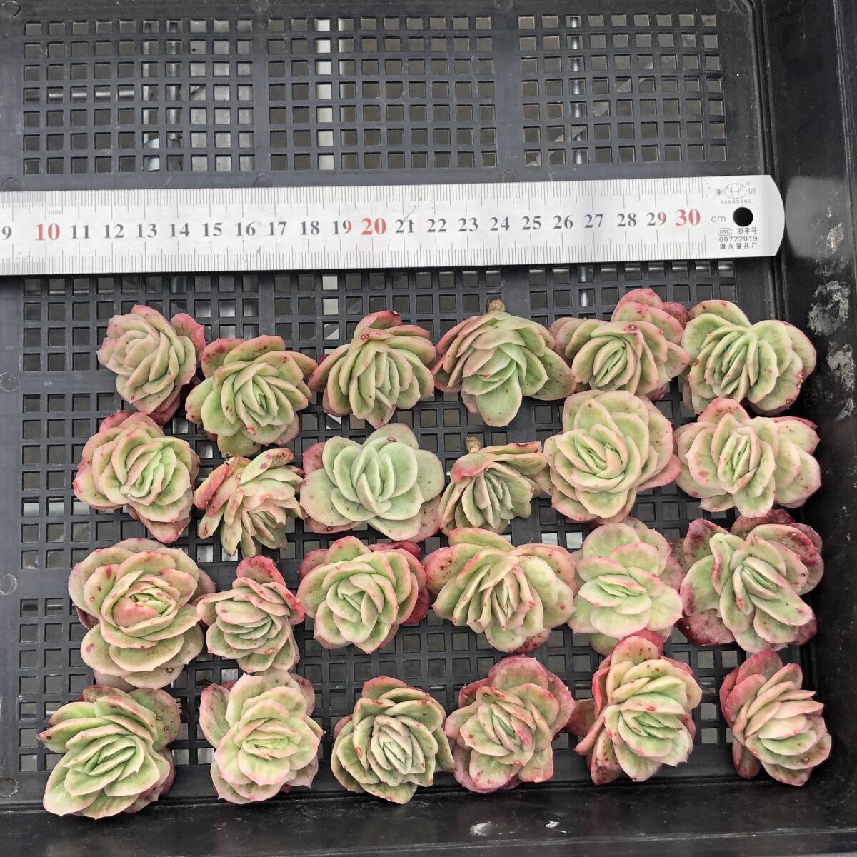 エケベリア24個 0218-D184 アイスローズ錦 多肉植物 カット苗 寄植え