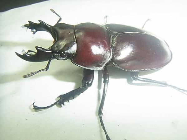 ヤエヤママルバネクワガタ石垣規制前 6日まで値下げ 石垣島 ヤエヤマ