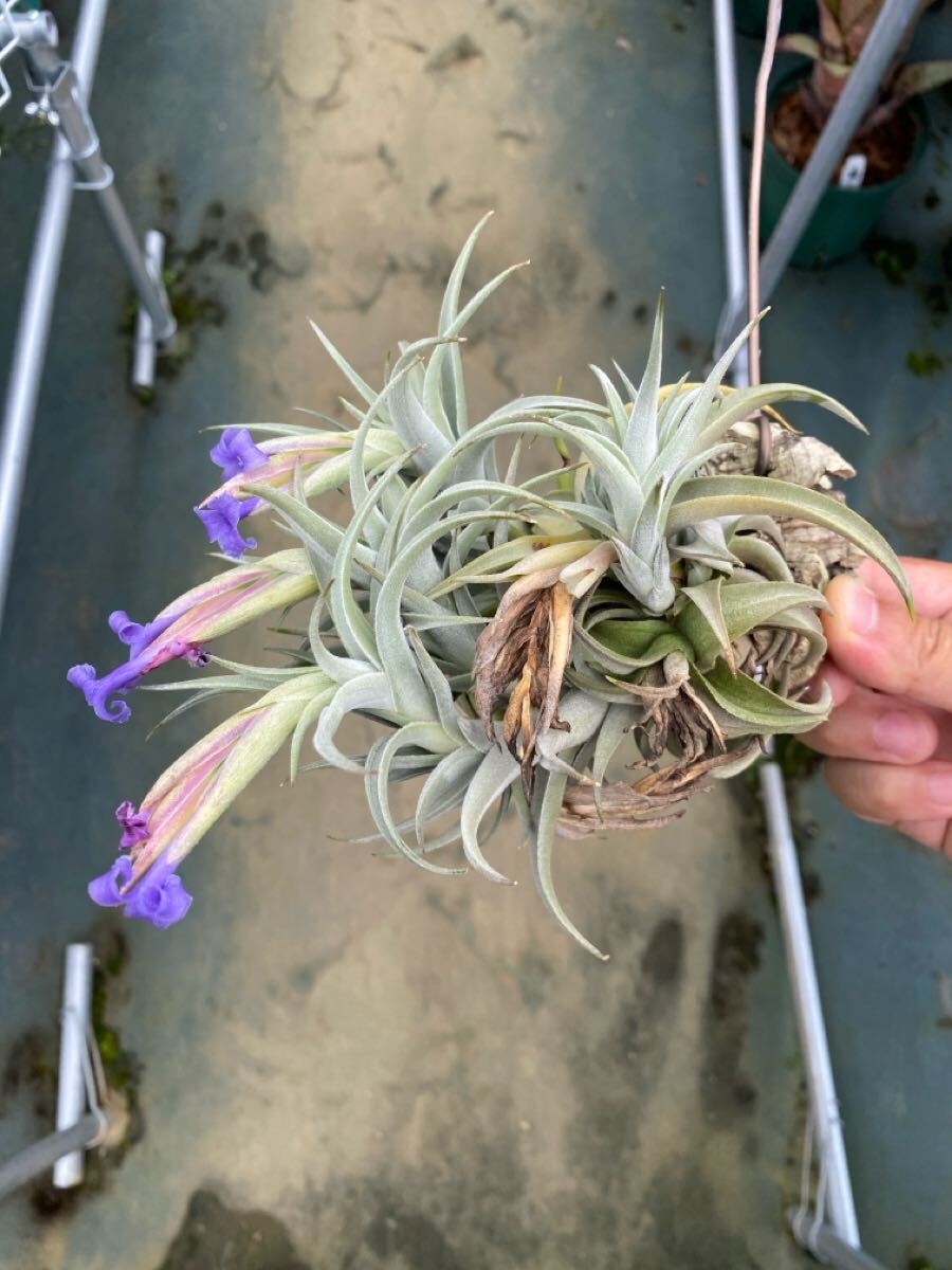 Tillandsia 5点セット　折※師様用 Tillandsia sp. HR13001 Tillandsia 【公式通販】
