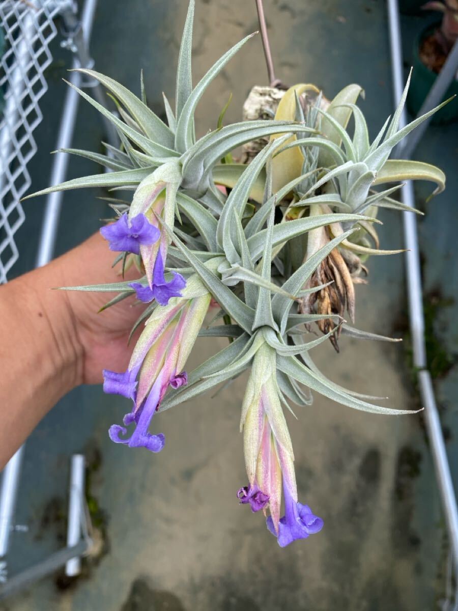 Tillandsia sp. HR13001 Tillandsia 【公式通販】