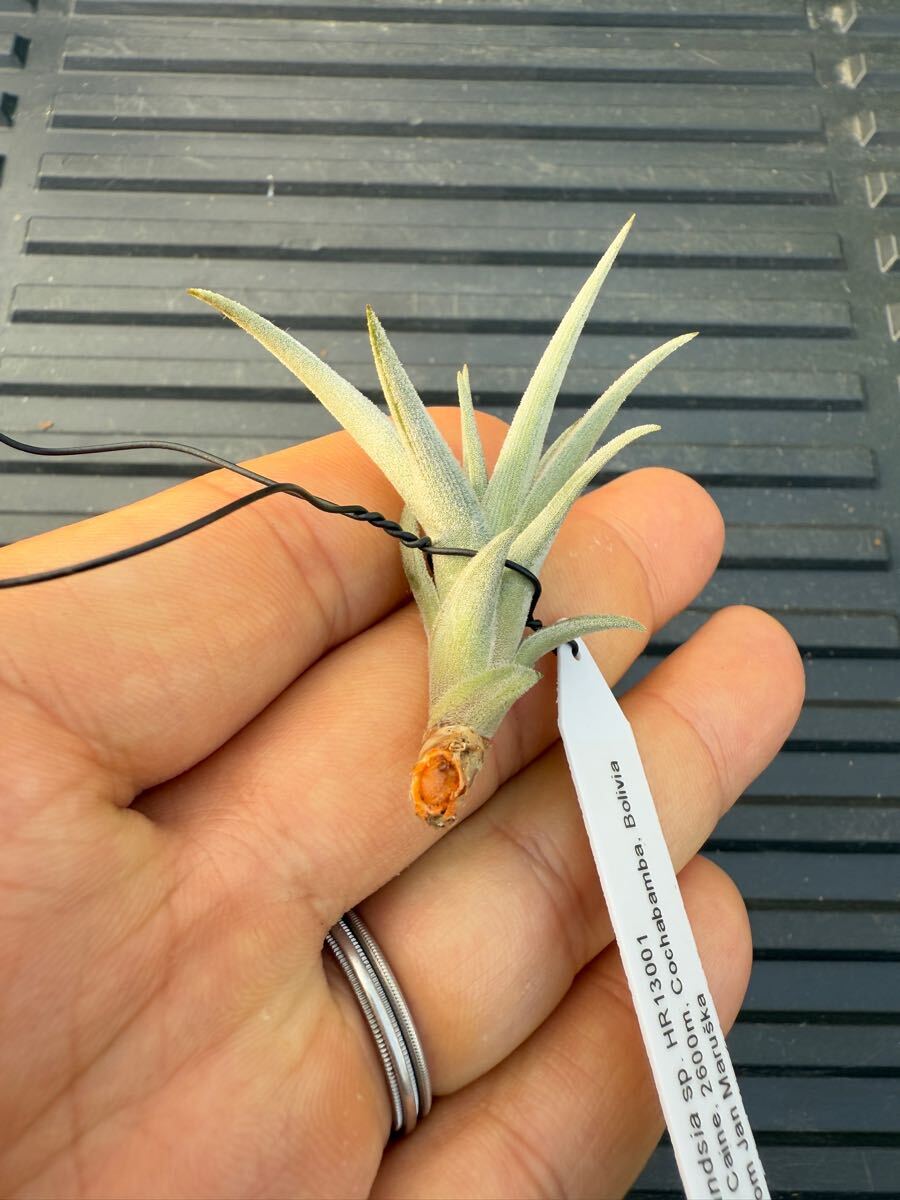 Tillandsia sp. HR13001 Tillandsia 【公式通販】