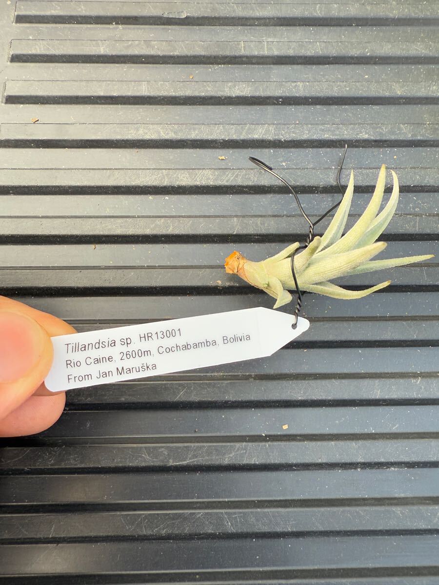 Tillandsia sp. HR13001 Tillandsia 【公式通販】