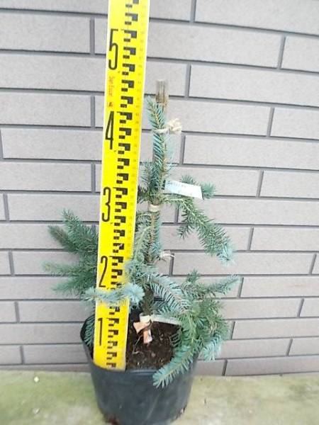 オモリカトウヒブルーンズ 希少品!コニファー