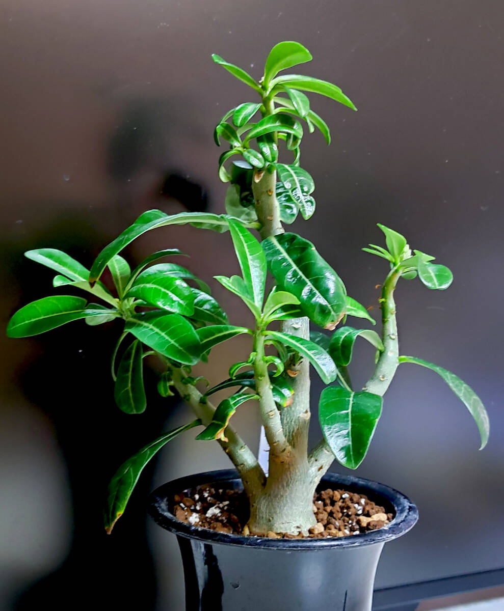 激レア ツボミ付 アデニウム ゴールデンフェニックス 八重咲フレア イエロー系 実生 塊根植物 コーデックス 1_1