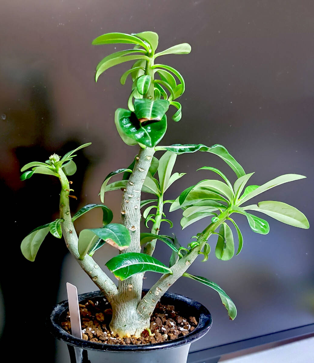 激レア ツボミ付 アデニウム ゴールデンフェニックス 八重咲フレア イエロー系 実生 塊根植物 コーデックス 1_2