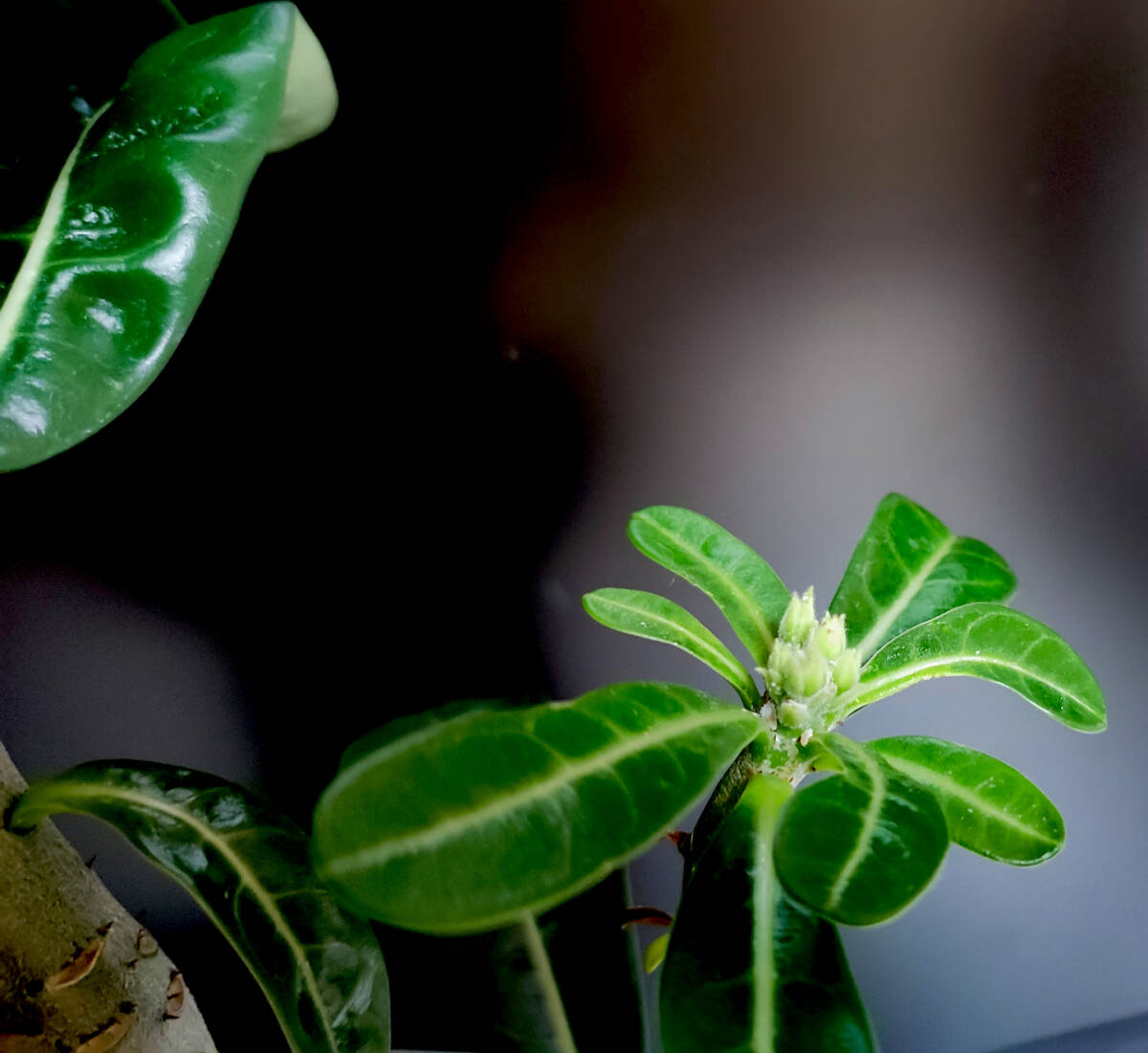 激レア ツボミ付 アデニウム ゴールデンフェニックス 八重咲フレア イエロー系 実生 塊根植物 コーデックス 1_3