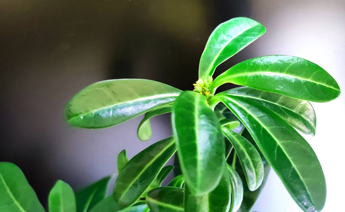 激レア ツボミ付 アデニウム ゴールデンフェニックス 八重咲フレア イエロー系 実生 塊根植物 コーデックス 1_4