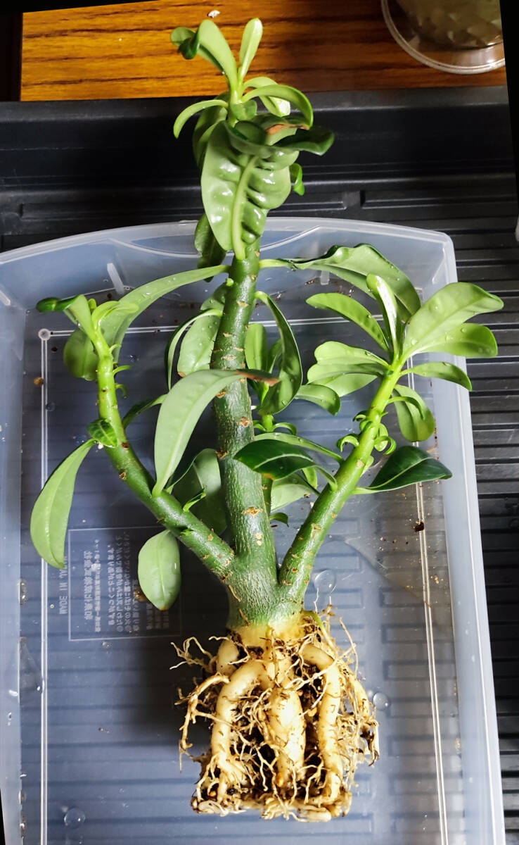 激レア ツボミ付 アデニウム ゴールデンフェニックス 八重咲フレア イエロー系 実生 塊根植物 コーデックス 1_5