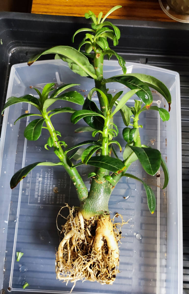 激レア ツボミ付 アデニウム ゴールデンフェニックス 八重咲フレア イエロー系 実生 塊根植物 コーデックス 1_6