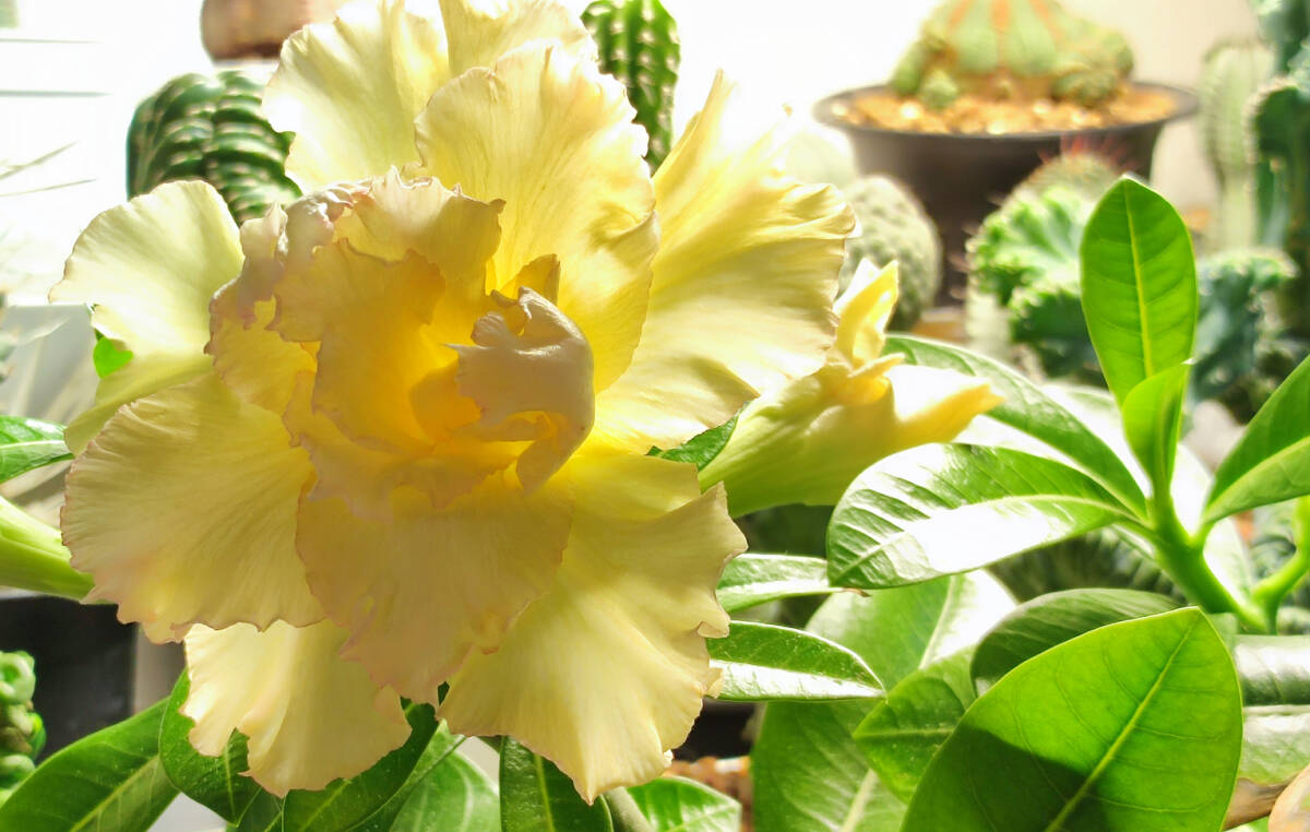 激レア ツボミ付 アデニウム ゴールデンフェニックス 八重咲フレア イエロー系 実生 塊根植物 コーデックス 1_7