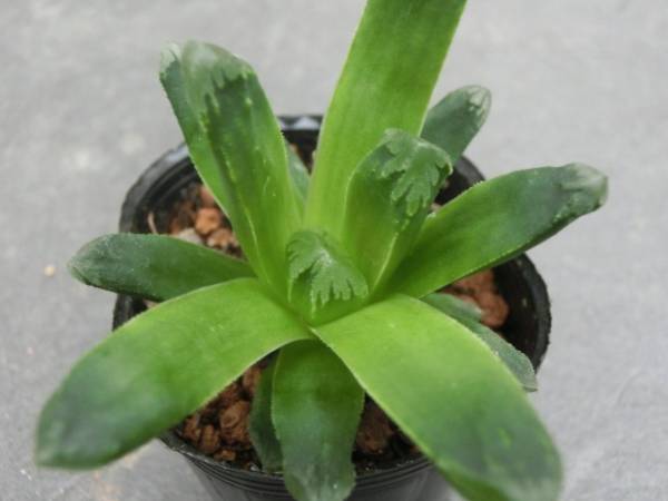 ♪ ハオルチア ≪マンテリ(万象交配種)≫_1